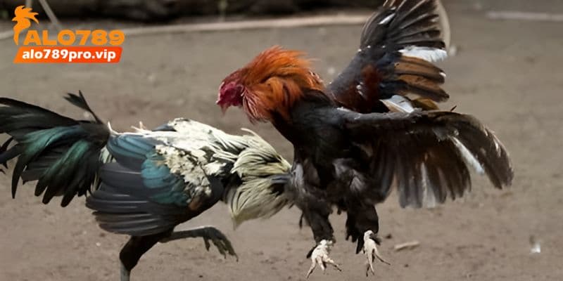 Tap kha nang phan xa linh hoat
