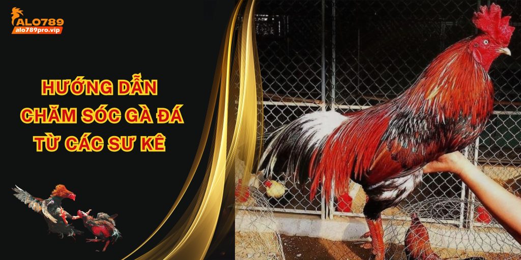 Huong dan cham soc ga da
